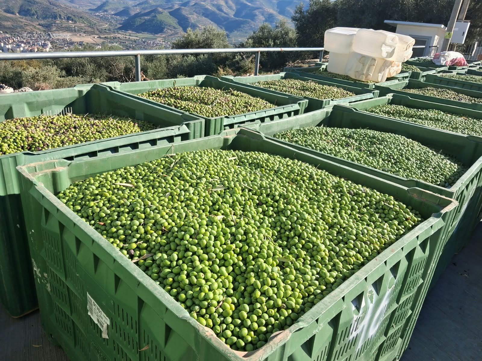 Cassette di olive verdi appena raccolte durante la stagione della mietitura a Berat
