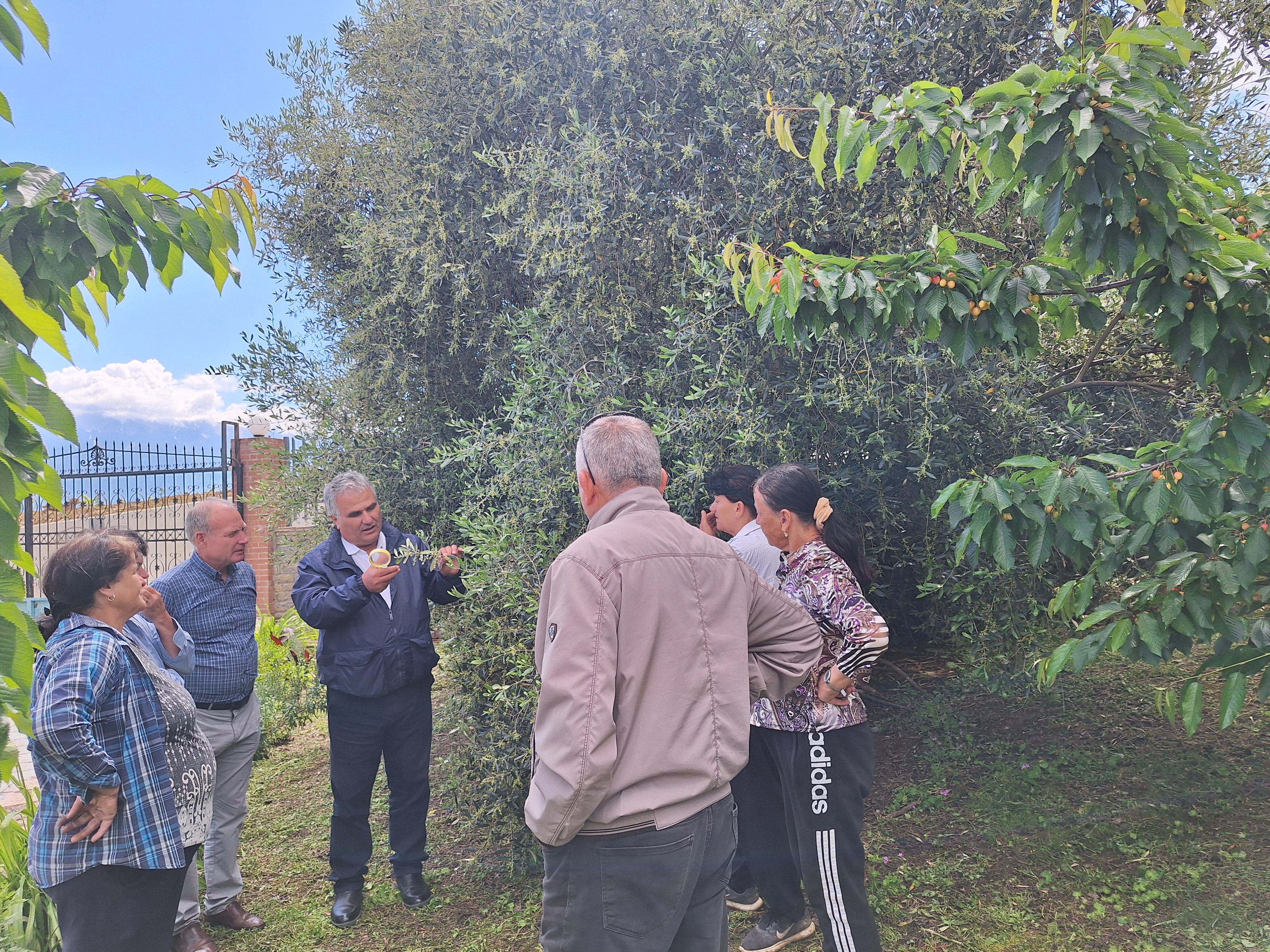 Visita agli oliveti del cluster di Berat