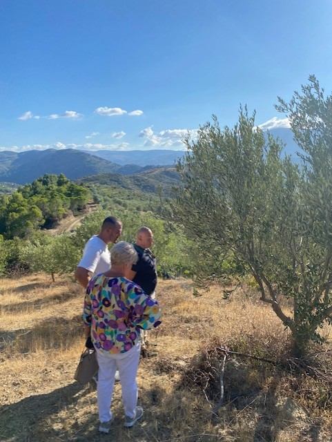 Panorama degli oliveti di Berat