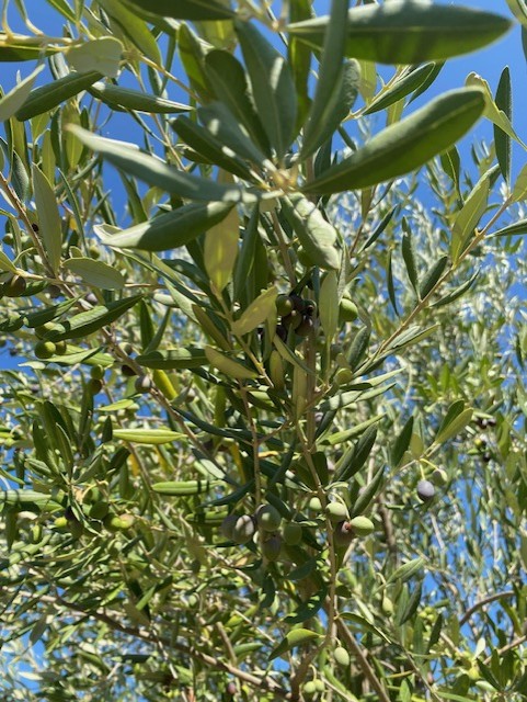 Wide terraced olive grove landscape in Berat, Albania — Peizazh i gjatë i ullishtes së territuara në Berat, Shqipëri