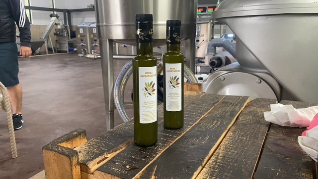 Berat Ambassador extra virgin olive oil bottles at the mill / Shishe vaj ulliri ekstra i virgjër Berat Ambassador në mulli